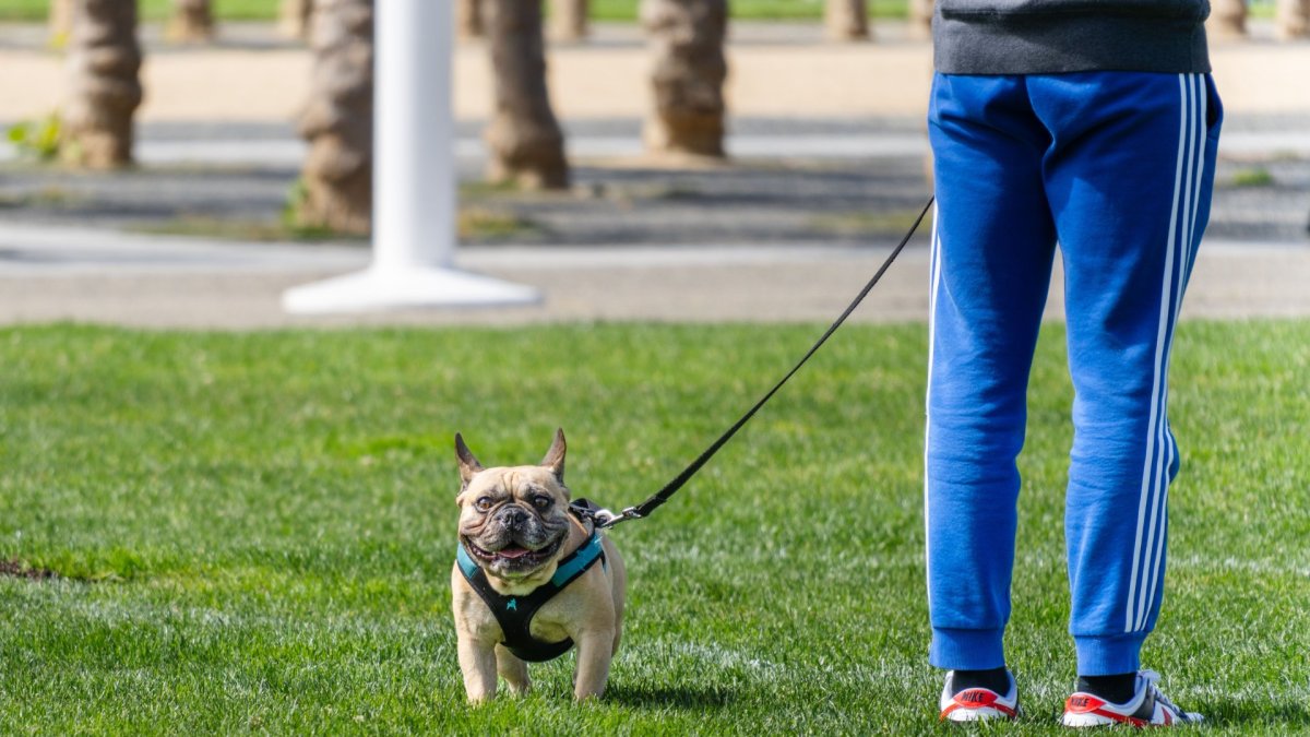 Gesunder Spaziergang mit Ihrem Hund: Die richtige Wahl des Geschirrs